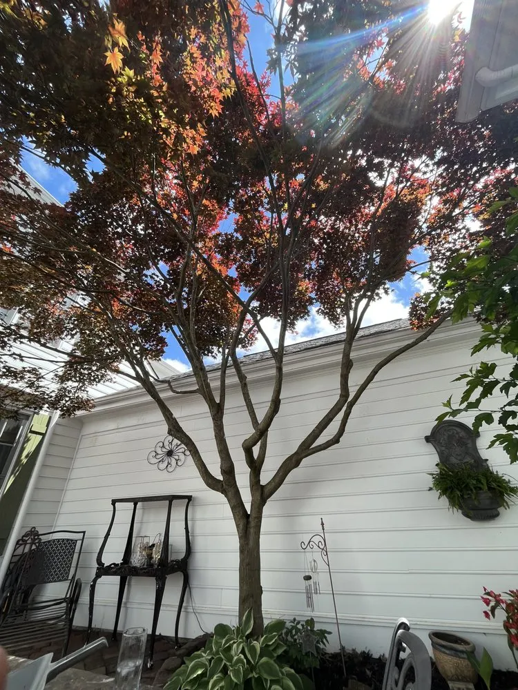 Local lawn care service in Cornelius, NC - Dearness Tree Care