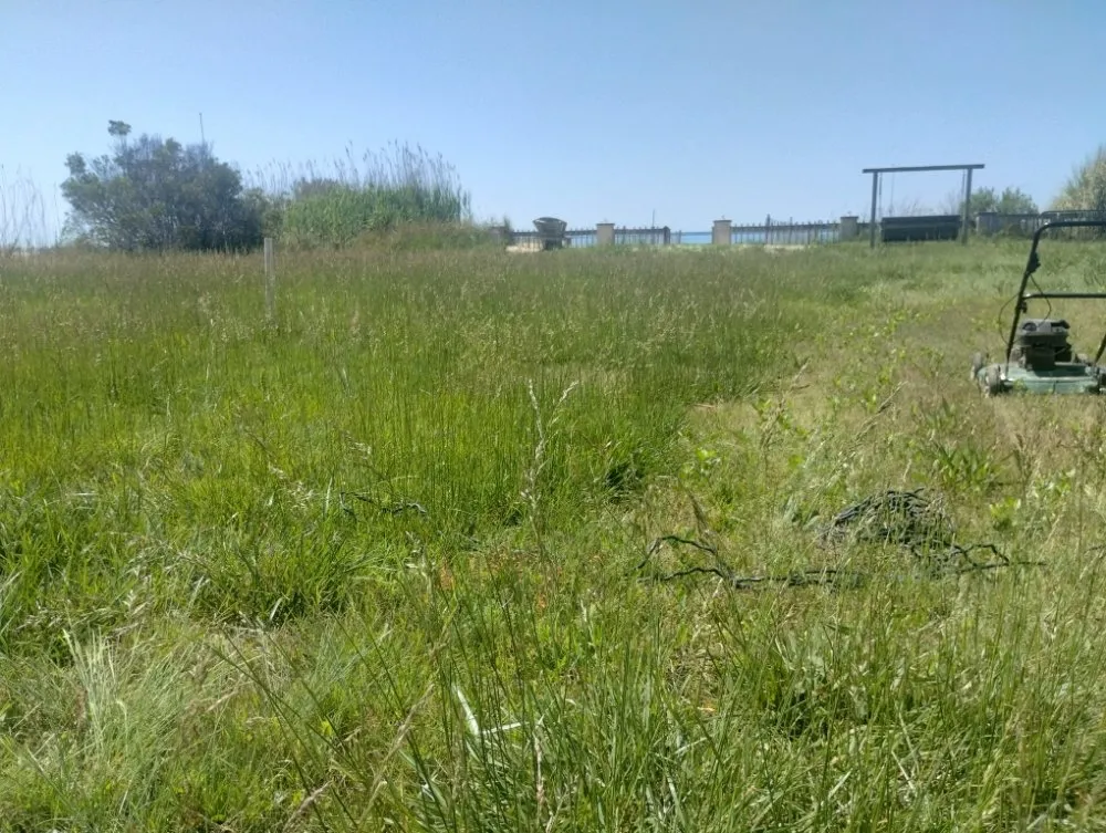 Reliable yard cleanup service in Newport News, VA by Debonair Clean