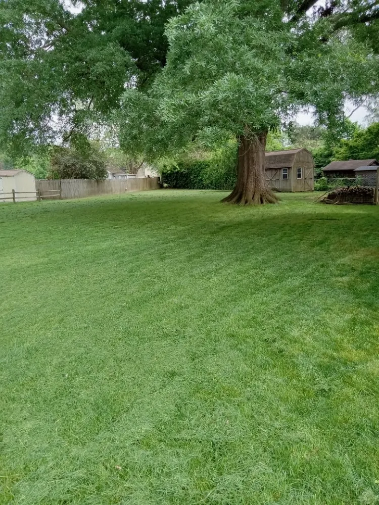 Reliable lawn care service experts serving Newport News, VA - Debonair Clean