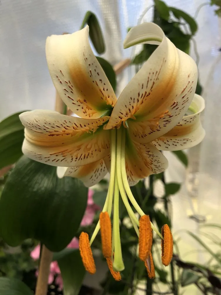 Custom garden landscaping near you across Nantucket, MA - Deborah L. Wilson Garden Services