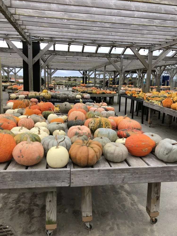 Reliable garden landscaping for year-round maintenance in Nantucket, MA by Deborah L. Wilson Garden Services