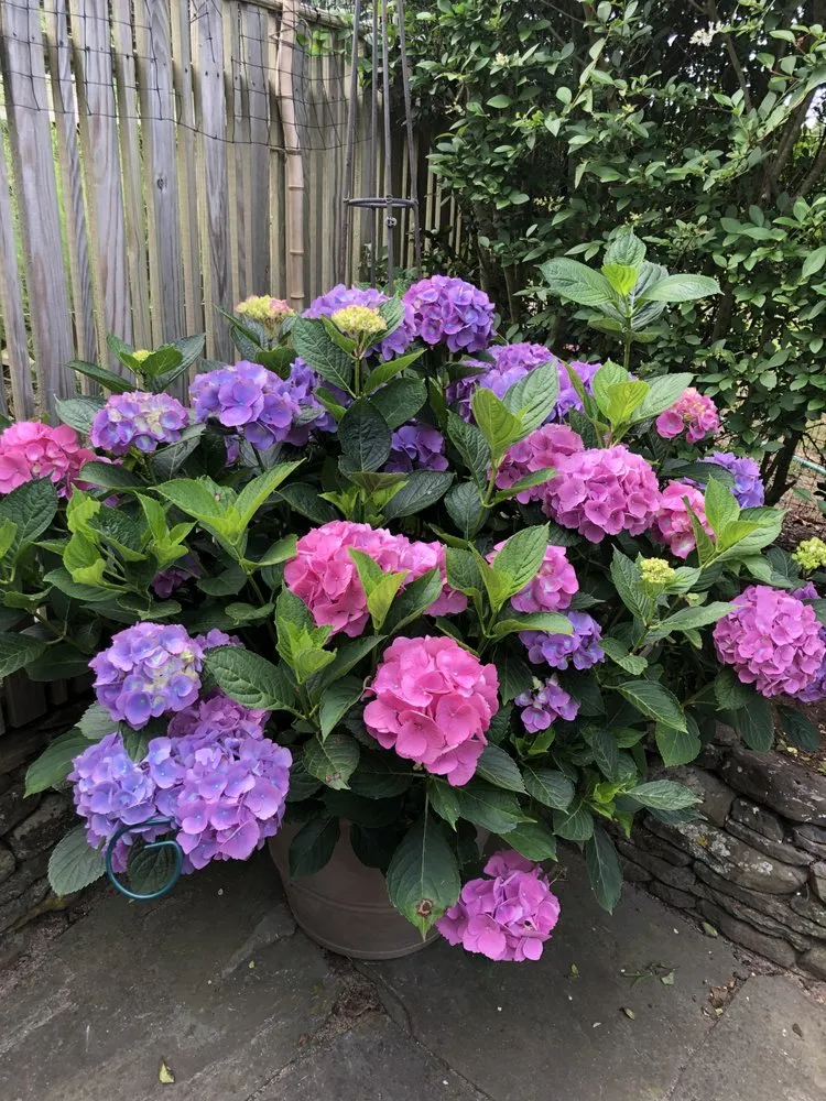 Affordable outdoor landscaping in Nantucket, MA - Deborah L. Wilson Garden Services