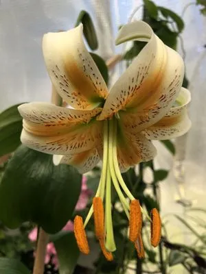 Deborah L. Wilson Garden Services