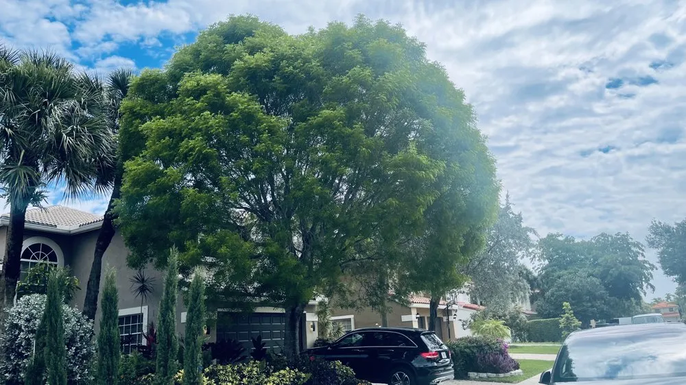 Affordable lawn care service experts serving Tamarac, FL - Decam Landscape Services