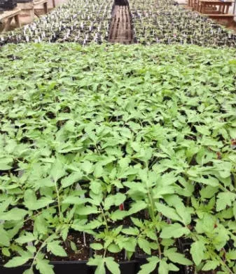 Local lawn care service in Decatur, AL by Decatur Nursery & Florist