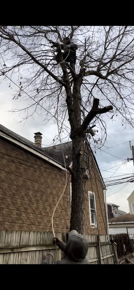 Reliable yard maintenance in Chicago, IL - Decogarden Landscaping 1