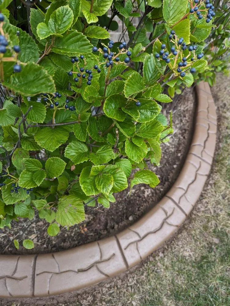 Custom lawn care service experts serving Jackson, MI - Decorative Curbing