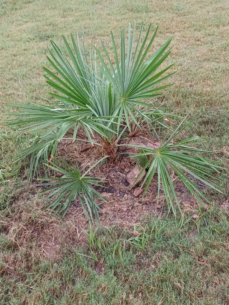 Expert lawn mowing service experts serving Covington, GA - Decosse Landscaping