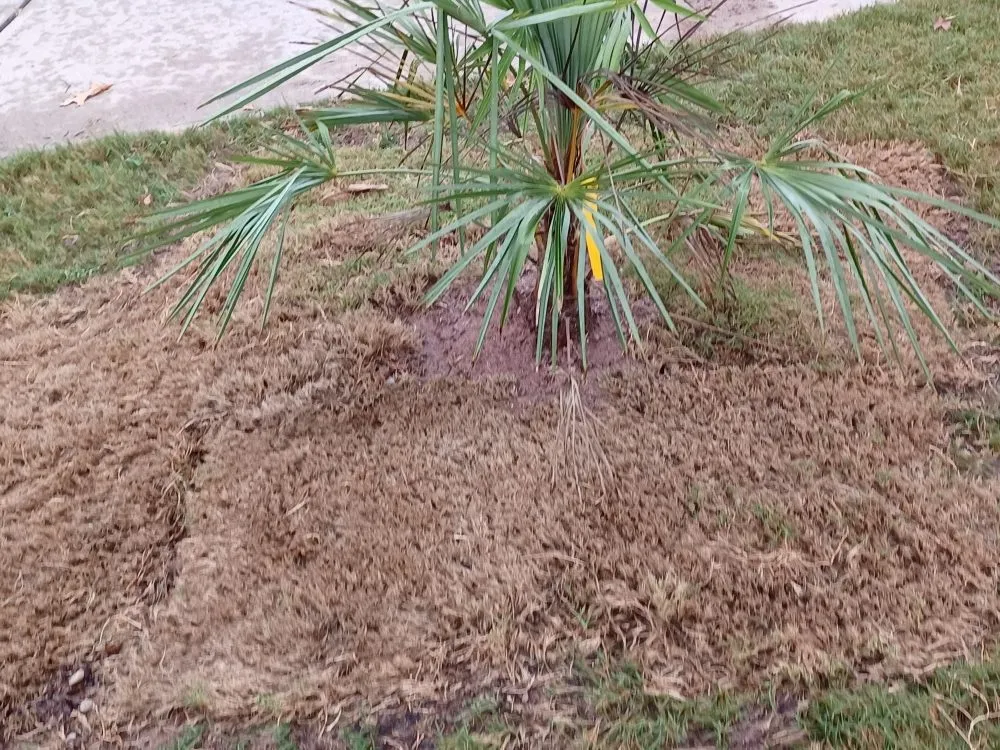 Affordable lawn care service for year-round maintenance across Covington, GA - Decosse Landscaping