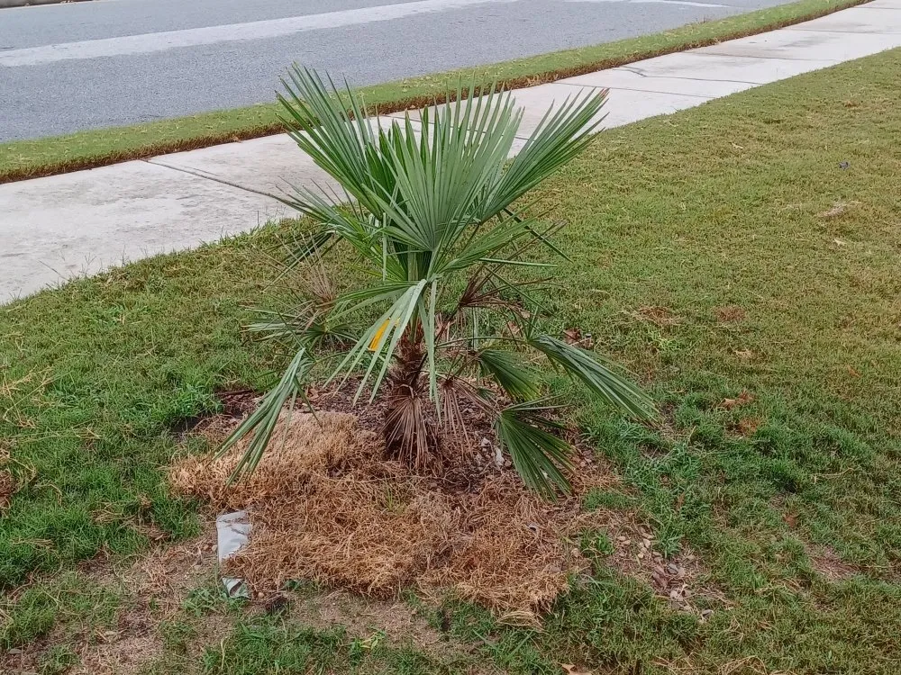 Top-rated lawn care service with custom design across Covington, GA - Decosse Landscaping