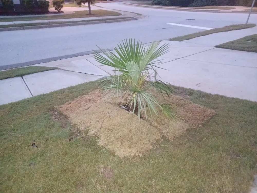 Reliable lawn care service for outdoor upgrades across Covington, GA - Decosse Landscaping