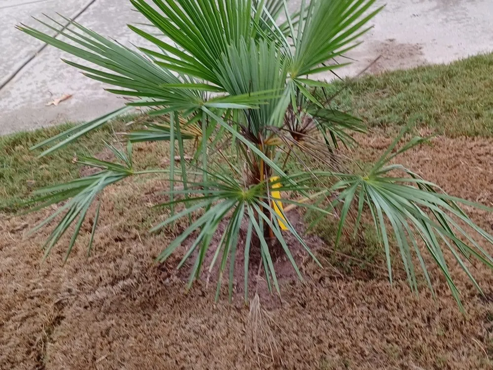 Trusted lawn mowing service in Covington, GA by Decosse Landscaping