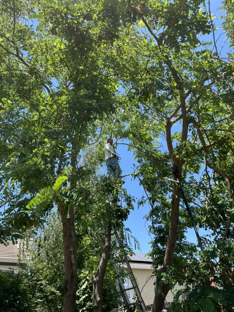 Affordable landscape installation with custom design across Petaluma, CA - Dee Bush Dee Bush