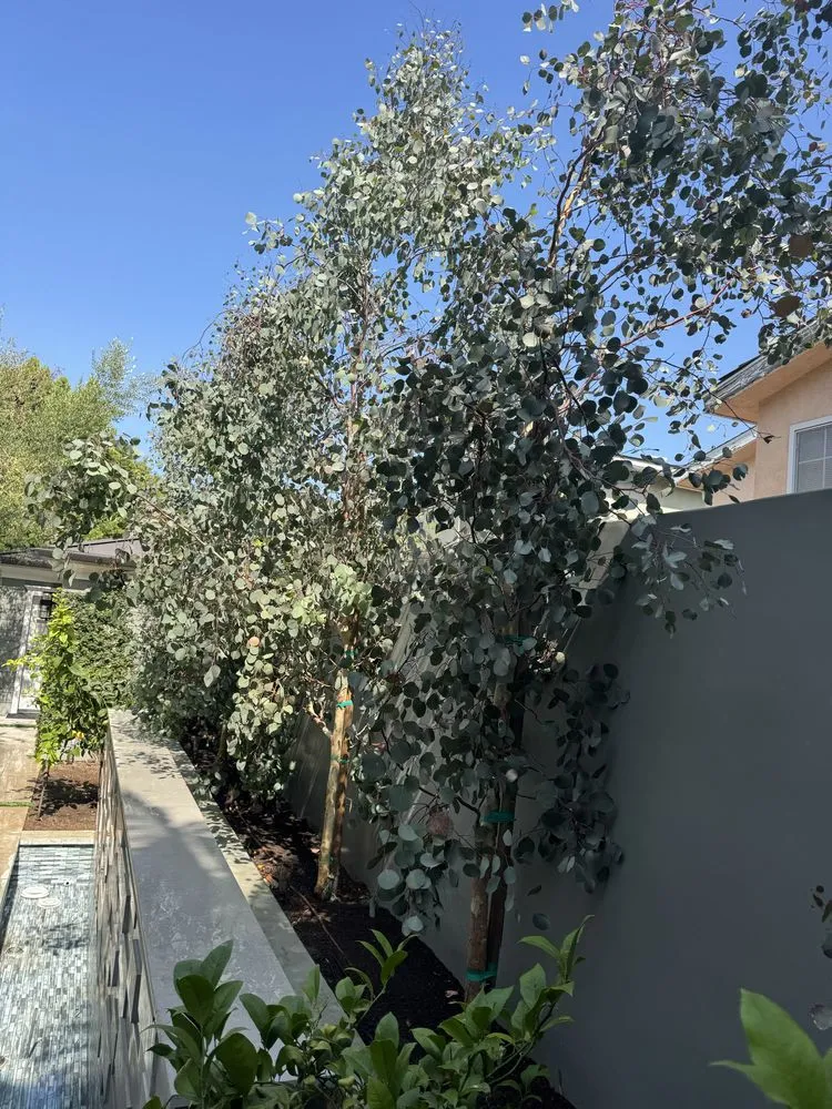 Trusted yard cleanup service in Los Angeles, CA by Dee Elite Irrigation and Maintenance