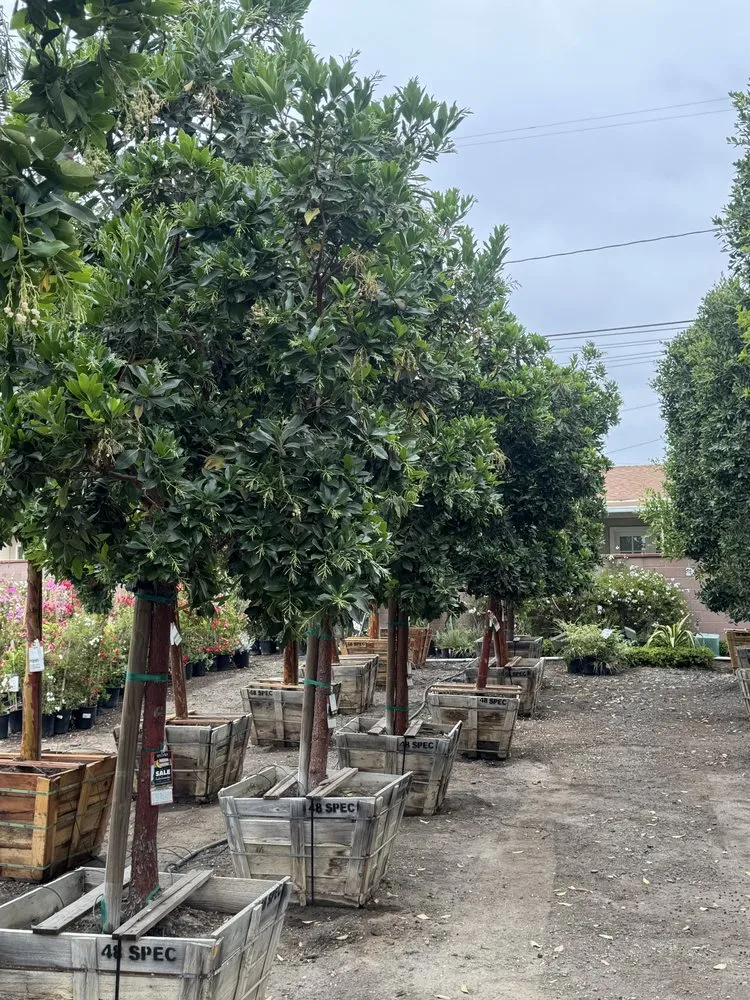 Trusted lawn mowing service in Los Angeles, CA - Dee Elite Irrigation and Maintenance