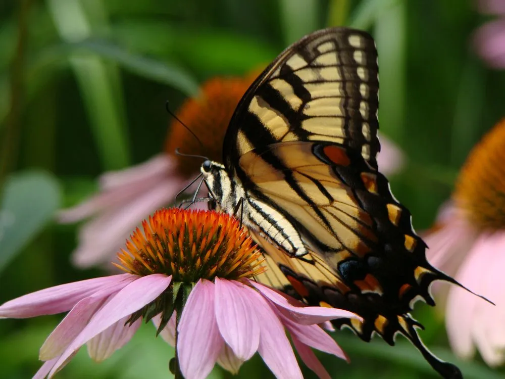 Affordable residential landscaping experts serving Falls Church, VA - Deehan Landscaping