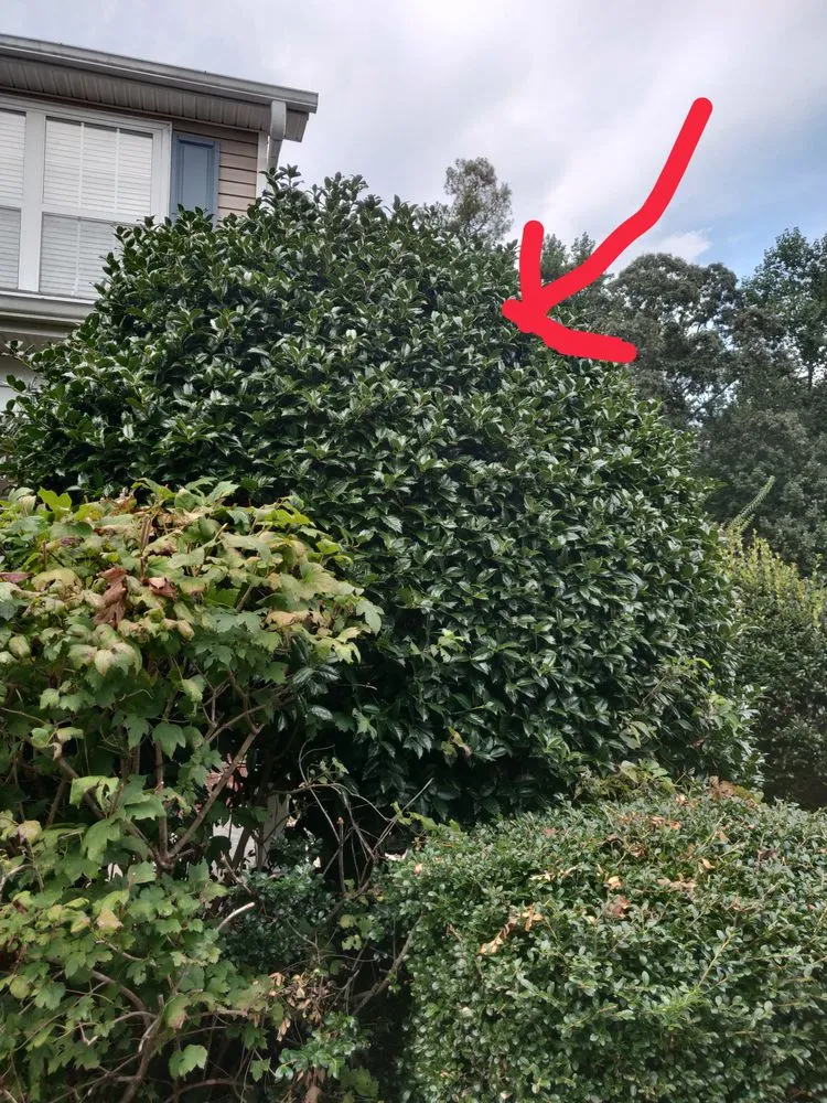 Local residential landscaping experts serving Gainesville, GA - Deeno’s Imperial Landscaping