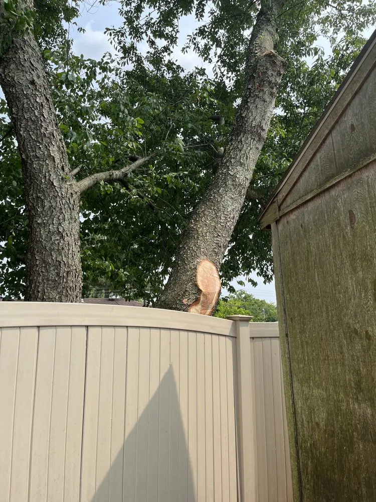 Reliable yard maintenance in Chesapeake, VA by Deep Creek Tree Care