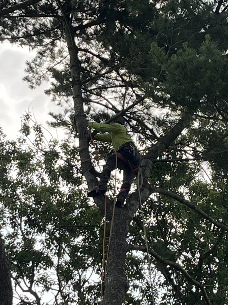 Top-rated residential landscaping in Chesapeake, VA by Deep Creek Tree Care