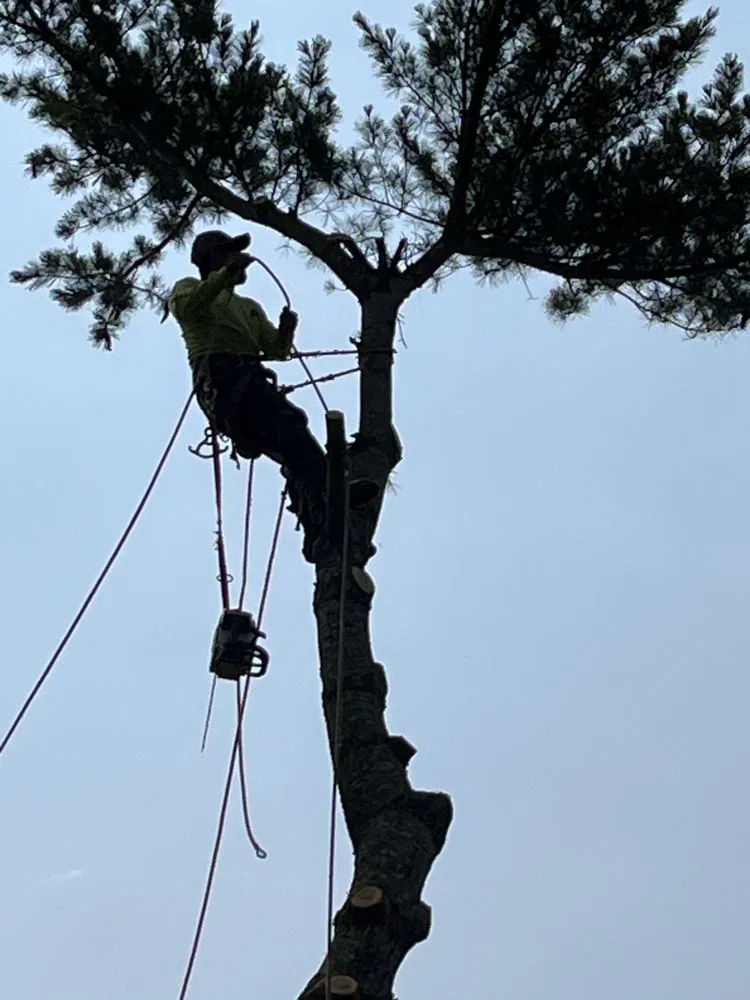 Trusted residential landscaping in Chesapeake, VA by Deep Creek Tree Care