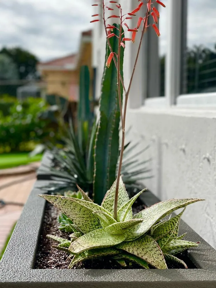 Local yard maintenance experts serving Fort Lauderdale, FL - Deep green landscapers