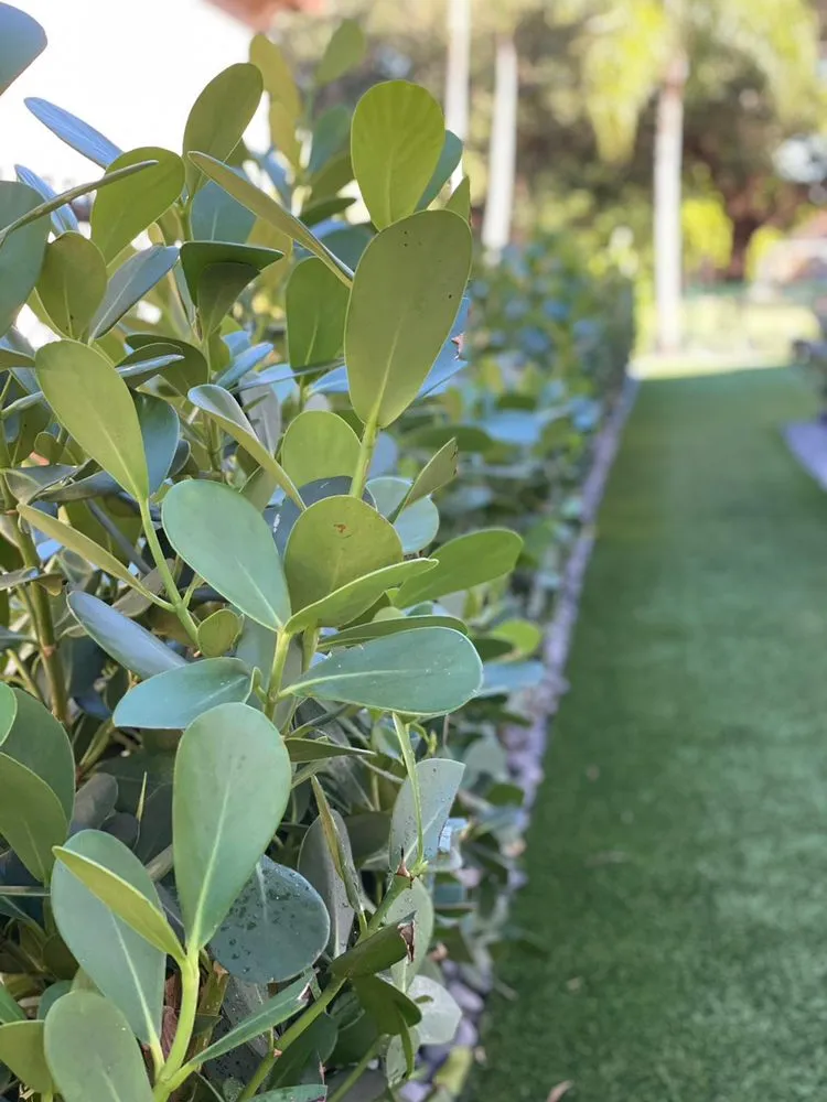 Custom yard cleanup service experts serving Fort Lauderdale, FL - Deep green landscapers