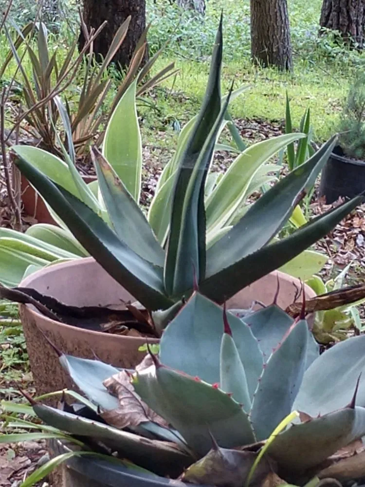 Expert landscape design experts serving Saratoga, CA - Deep Roots Landscape Construction & Design