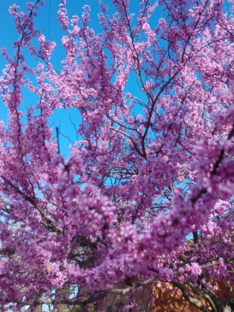 Affordable yard cleanup service in Saratoga, CA by Deep Roots Landscape Construction & Design