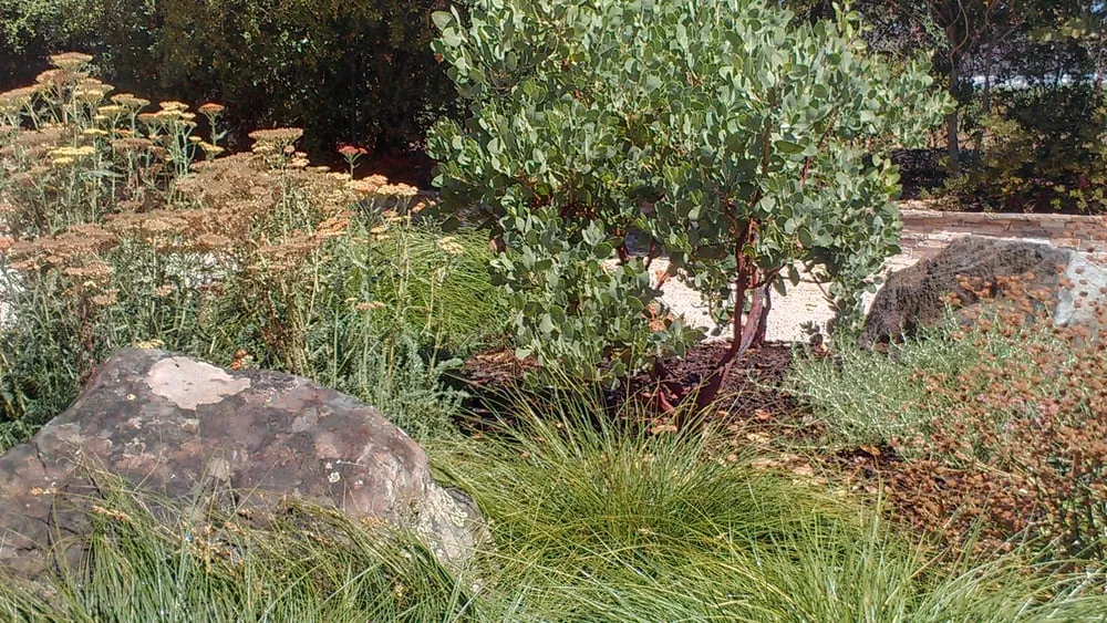 Top-rated lawn mowing service for residential properties in Saratoga, CA by Deep Roots Landscape Construction & Design