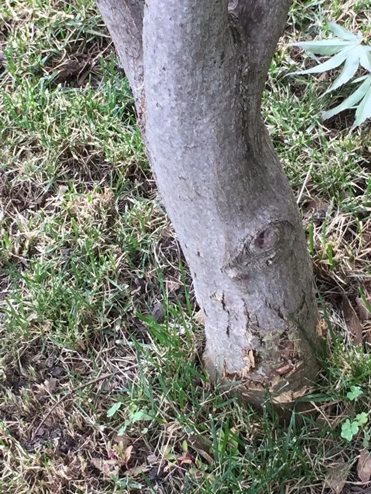 Top-rated yard cleanup service in Springfield, IL - Deep Roots Lawn Care & Landscaping