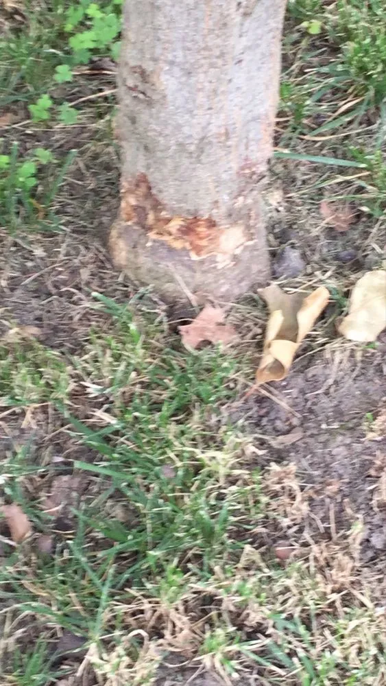 Custom yard maintenance experts serving Springfield, IL - Deep Roots Lawn Care & Landscaping