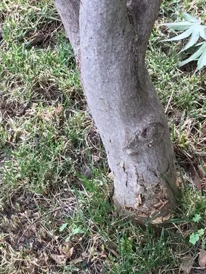 Deep Roots Lawn Care & Landscaping Logo