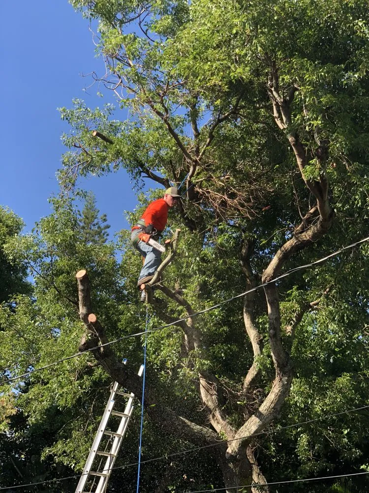 Custom lawn care service near you in Pompano Beach, FL by Deep Roots Services