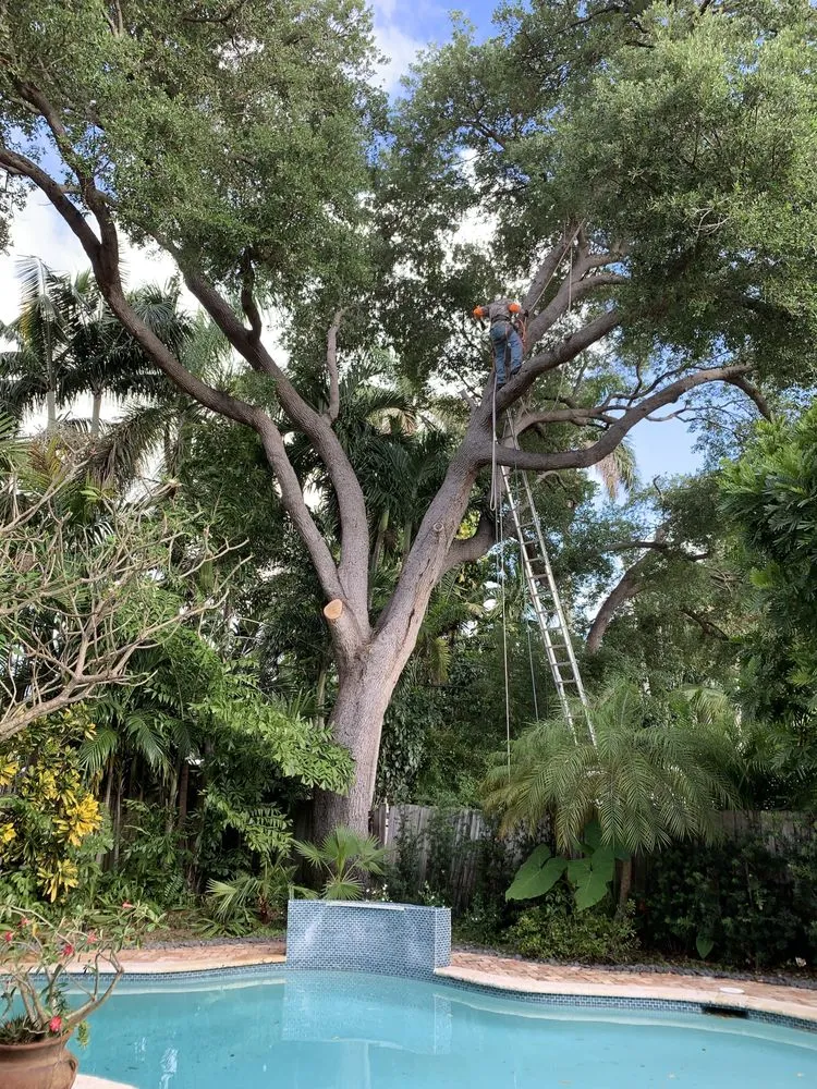 Reliable yard cleanup service in Pompano Beach, FL by Deep Roots Services