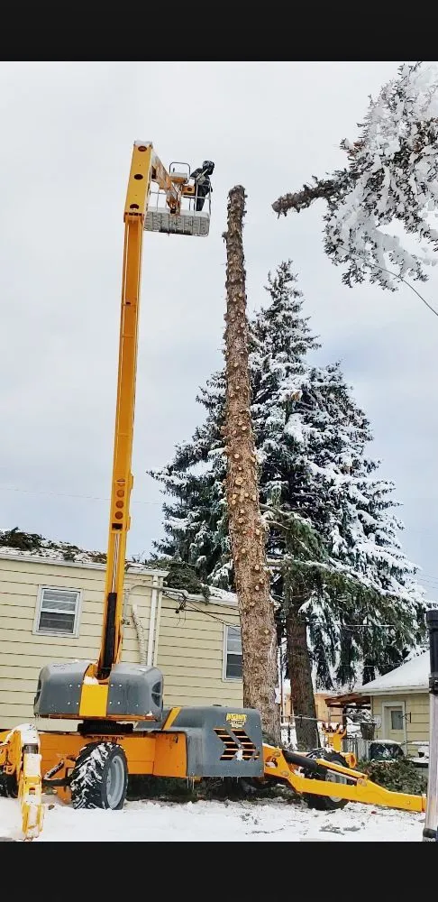 Top-rated landscape installation experts serving Rapid City, SD - Deep Roots Tree