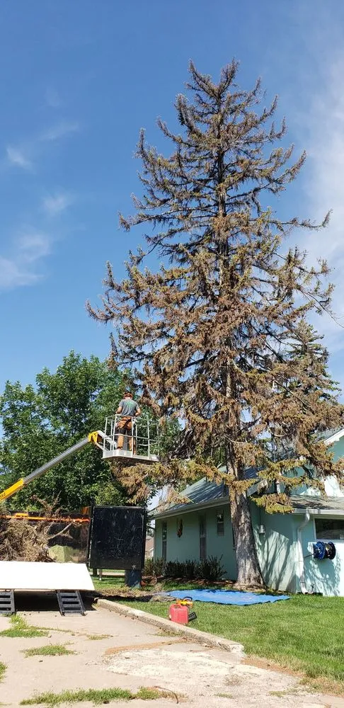 Professional lawn care service near you across Rapid City, SD - Deep Roots Tree