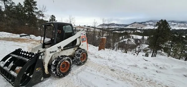 Deep Roots Tree Logo