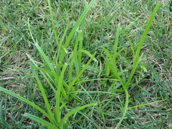 Top-rated landscape installation experts serving Munnsville, NY - Deep Roots Turf Solutions