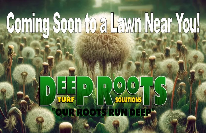 Reliable lawn care service for year-round maintenance across Munnsville, NY - Deep Roots Turf Solutions
