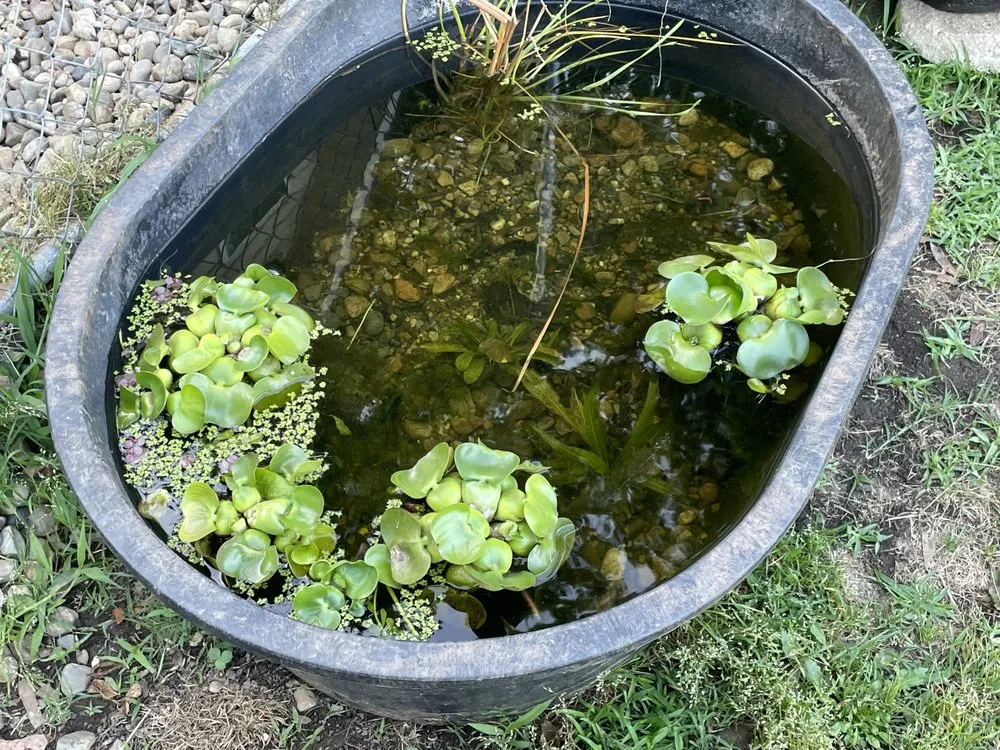 Reliable lawn care service in Cooleemee, NC - Deep South Aquatics