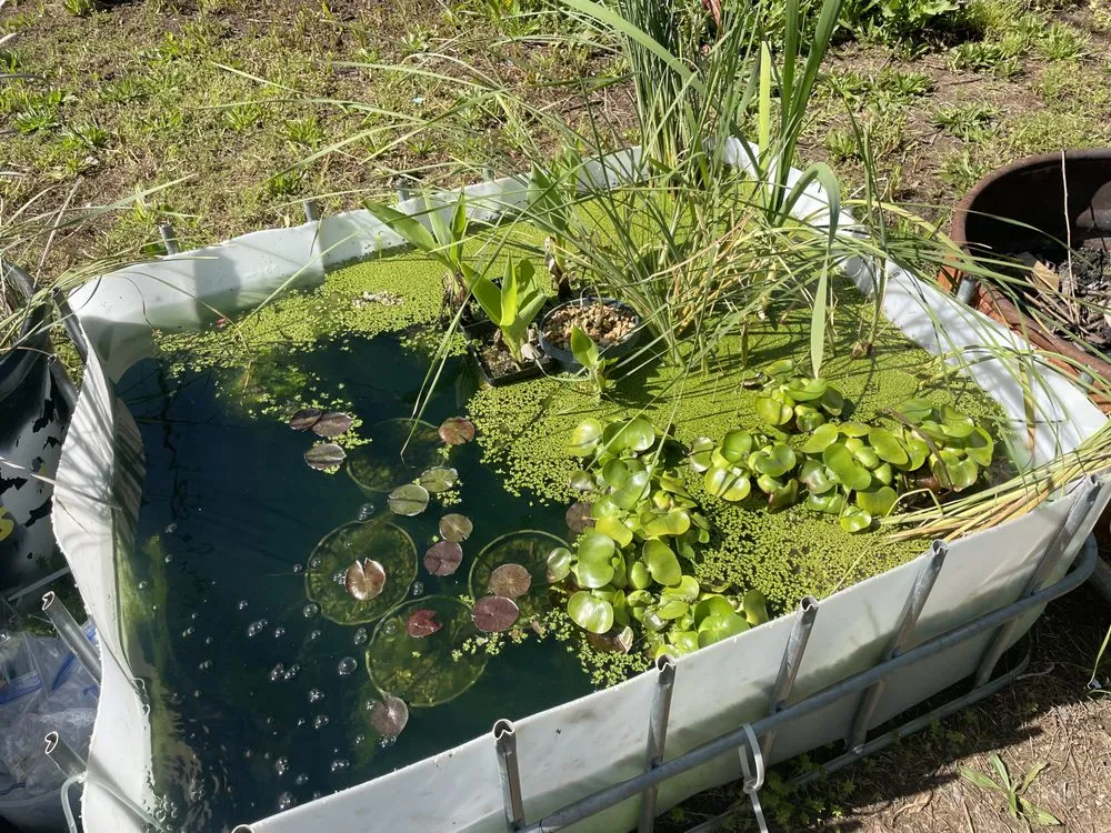 Professional landscape design for beautiful yards across Cooleemee, NC - Deep South Aquatics
