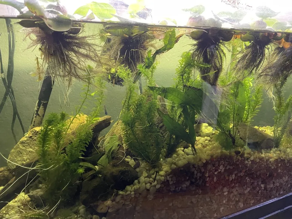 Custom landscape design for year-round maintenance across Cooleemee, NC - Deep South Aquatics
