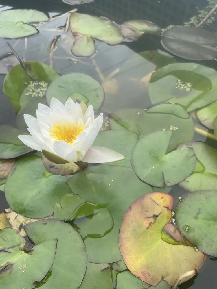 Reliable yard maintenance in Cooleemee, NC - Deep South Aquatics