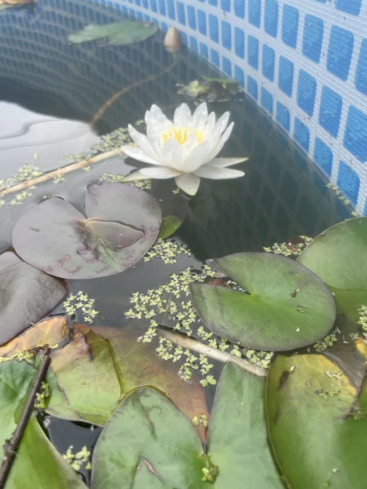 Top-rated yard maintenance for homes across Cooleemee, NC - Deep South Aquatics