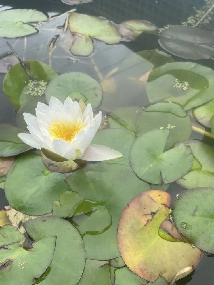 Top-rated lawn mowing service experts serving Cooleemee, NC - Deep South Aquatics