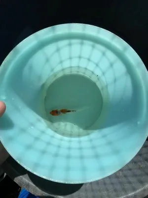 Deep South Aquatics