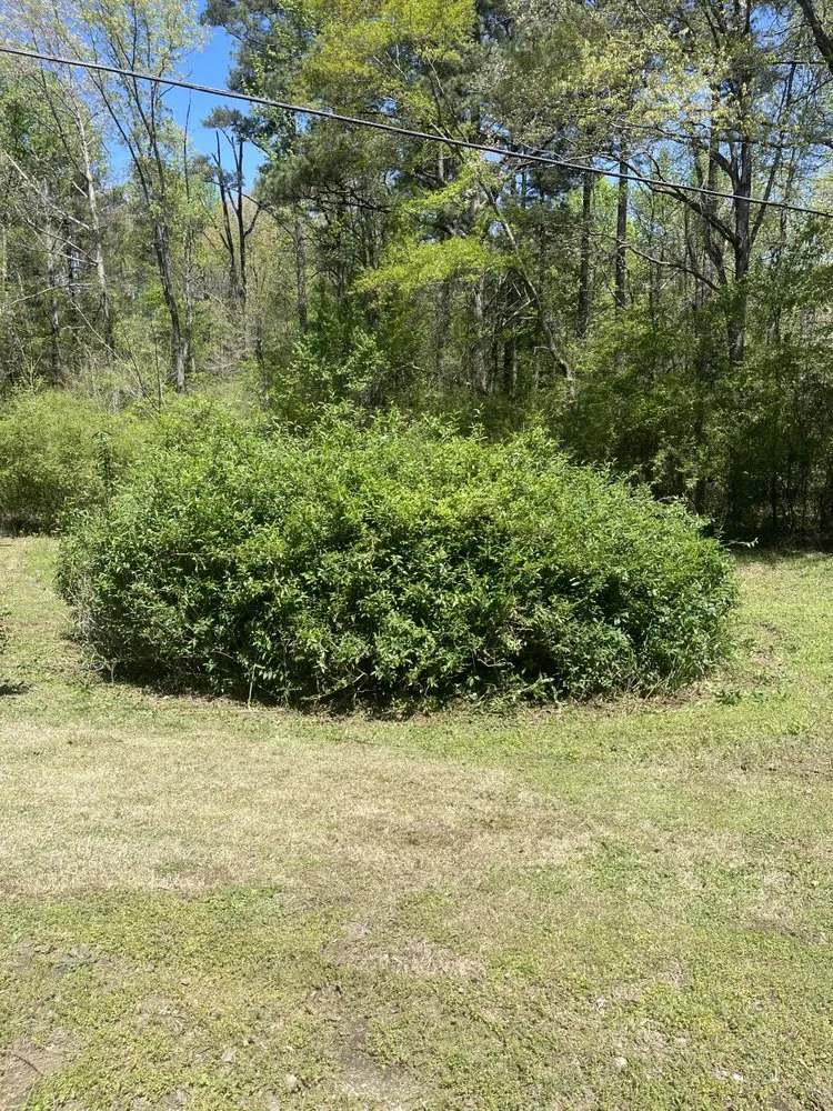 Trusted yard cleanup service in Jasper, AL - Deep South Excavation And Landscaping