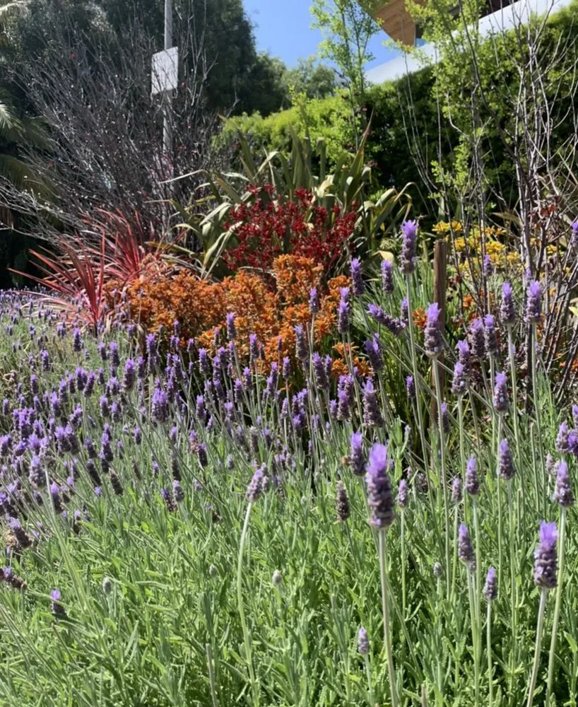 Professional yard maintenance in Los Angeles, CA - Deephouse Landscaping