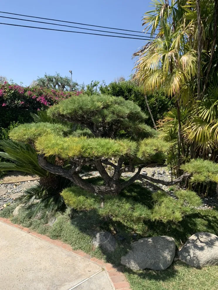 Affordable lawn mowing service experts serving Los Angeles, CA - Deephouse Landscaping