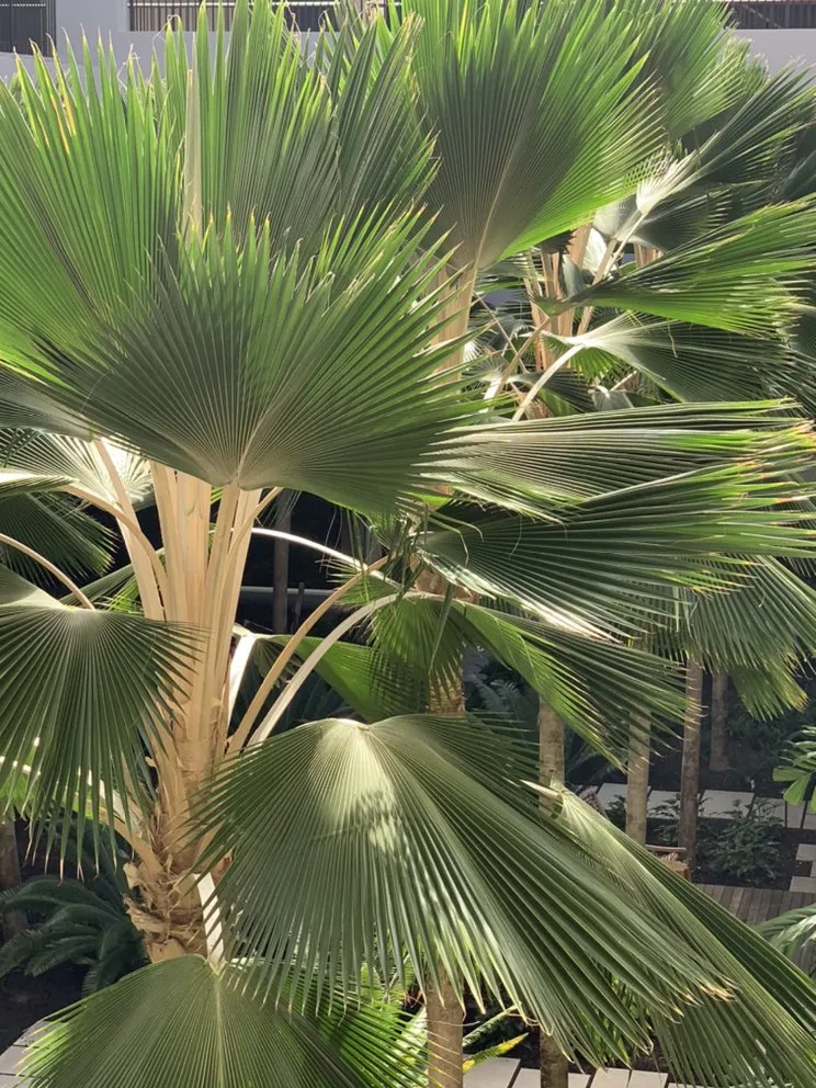 Local yard maintenance in Los Angeles, CA by Deephouse Landscaping